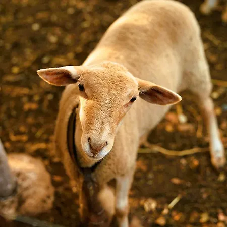 Сasa de vacaciones Rural El Arbol Near Setenil - Con Piscina Ronda