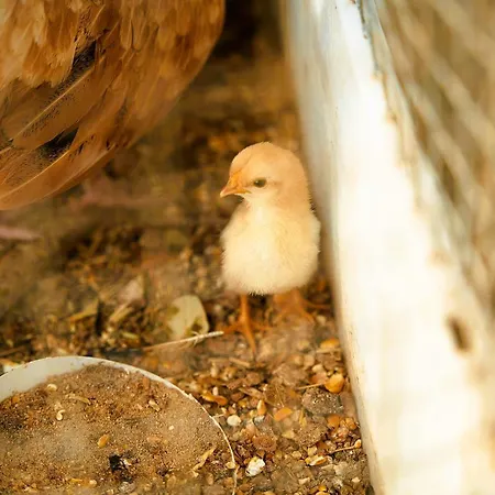 Rural El Arbol Near Setenil - Con Piscina * Ronda