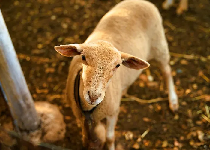 Vakantiehuis Rural El Arbol Near Setenil - Con Piscina Ronda